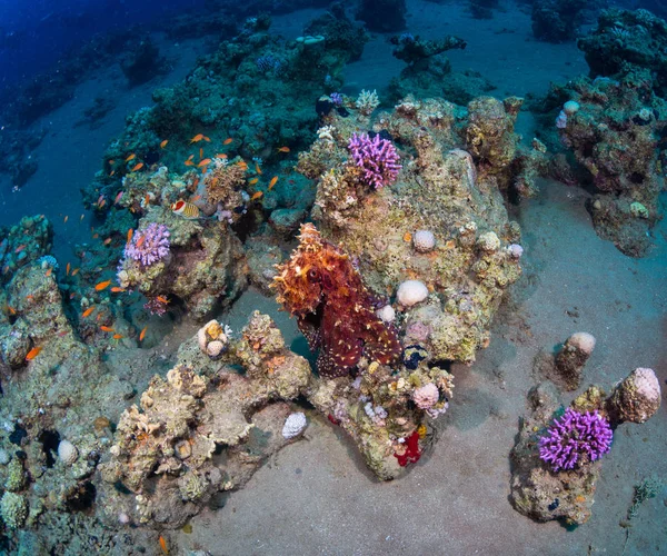 Pulpo Fondo Del Mar Rojo — Foto de Stock