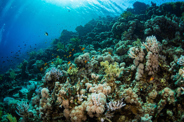 Beautiful coral garden in Red Sea, Sharm El Sheikh, Egypt