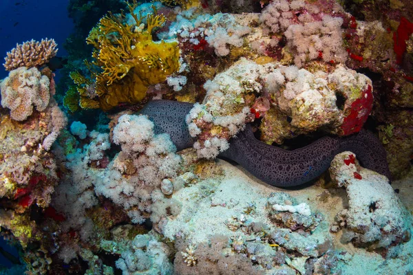 Moray Coral Reef Night Red Sea Sharm Sheikh Egypt — Stock Photo, Image