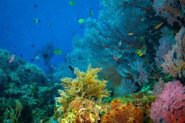 インドネシア バリ島の海洋動植物の水中撮影 — ストック写真