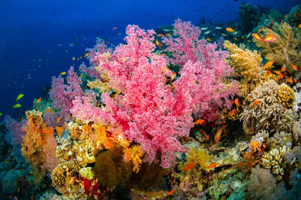 Kızıldeniz, Sharm El Sheikh, Mısır'daki güzel mercan Bahçe