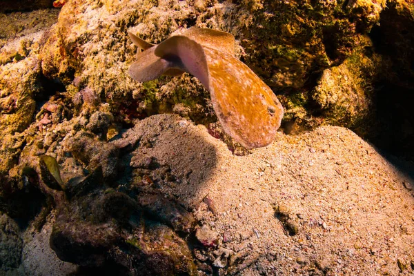 Torpedo Panthera Vis Koraal Rif Van Sharm Sheikh — Stockfoto