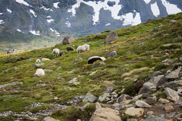 Moutons Dans Parc National Norvégien Jotunheimen — Photo