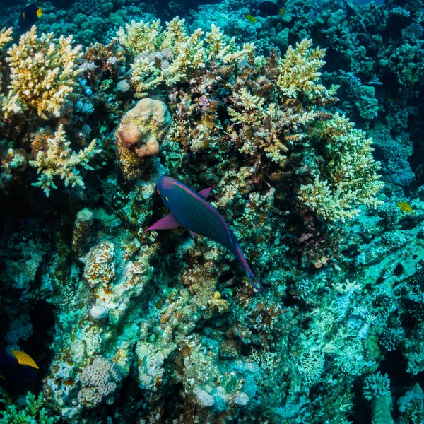 Tropical fish on background of coral reef in Red Sea, Sharm el Sheikh, Egypt