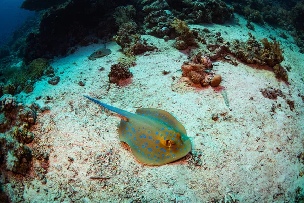 Скат Красивом Коралловом Рифе Шарм Эль Шейх — стоковое фото