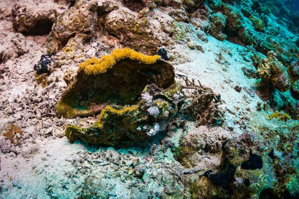 Onderwater Uitzicht Tridacninae Mooie Rif Van Rode Zee — Stockfoto