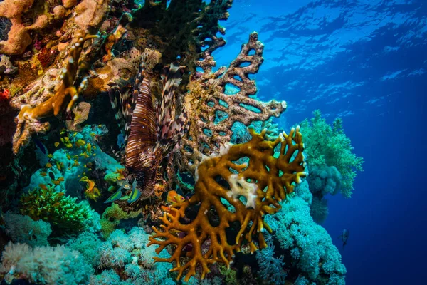 Κόκκινο Lionfish Κυνήγι Στις Όμορφες Κοραλλιογενών Υφάλων Στην Ερυθρά Θάλασσα — Φωτογραφία Αρχείου