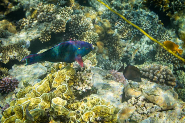 Rusty papağan balık red Sea'deki/daki güzel mercan resif üzerinde