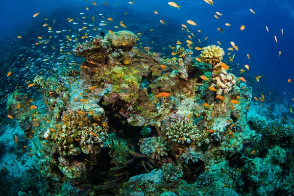 Тропічних Риб Фоні Коралові Рифи Червоне Море Шарм Ель Шейх — стокове фото
