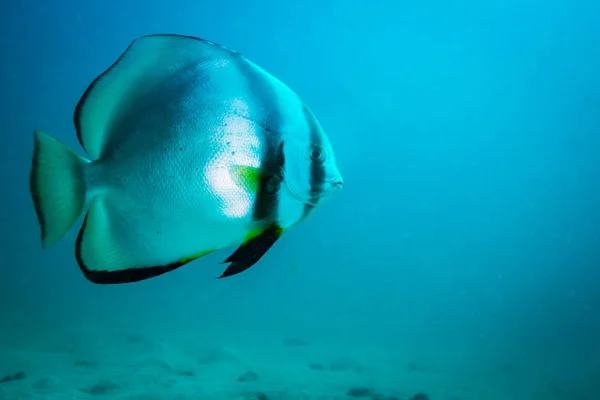 Piękny Batfish Rafy Koralowej Koh Tao Tajlandia — Zdjęcie stockowe