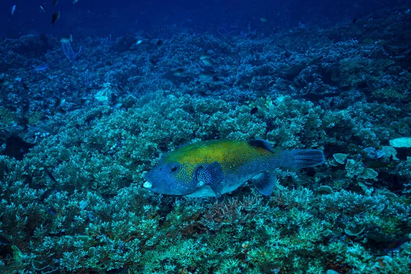 Podwodne Strzelać Ocean Flory Fauny Bali Indonezja — Zdjęcie stockowe