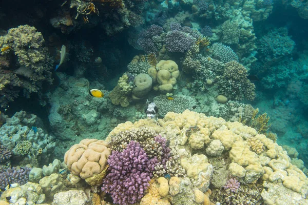 Arothron diadematus red Sea'deki/daki güzel mercan resif üzerinde