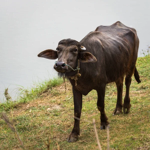 Piękny Widok Piękny Krajobraz Flory Fauny Chitwan Nepal — Zdjęcie stockowe