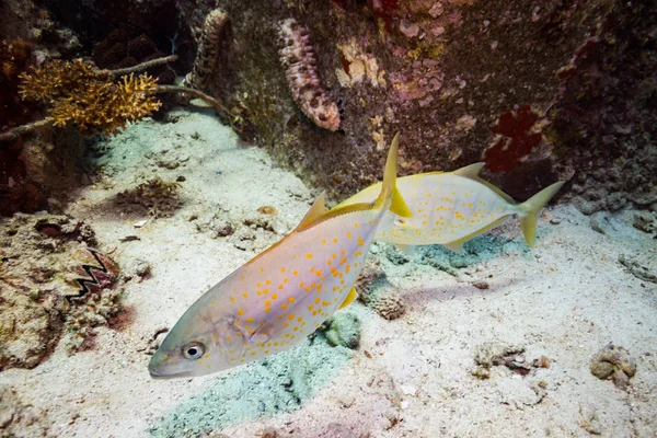 Undervattensvy Vackra Fiskar Nära Kot Tao Island Thailand — Stockfoto