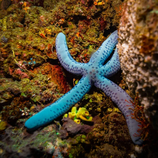 Seastar Στο Μπαλί Κοραλλιών Κήπο Ινδονησία — Φωτογραφία Αρχείου