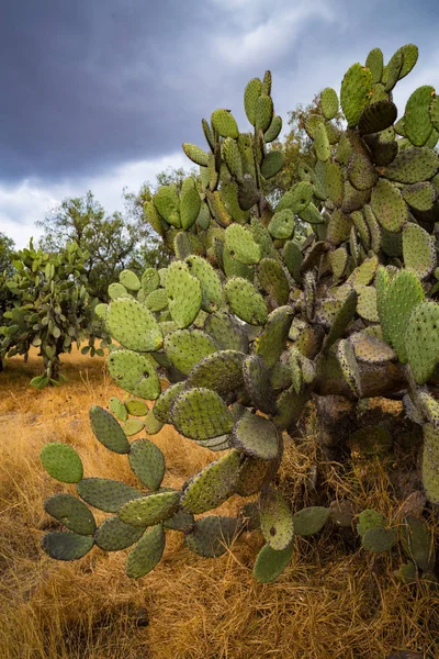Duże Meksykańskiego Kaktusa Teotihuacan — Zdjęcie stockowe