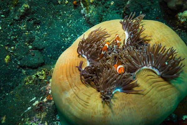 Klaun Korálové Útesy Ostrova Bali — Stock fotografie