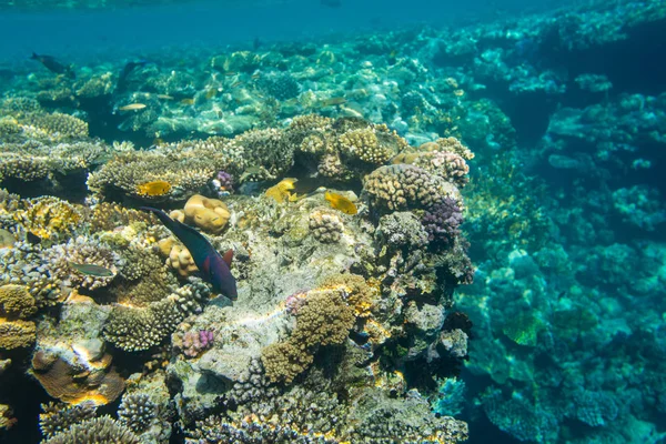 Rusty Parrot Fish Beautiful Coral Reef Red Sea — Stock Photo, Image