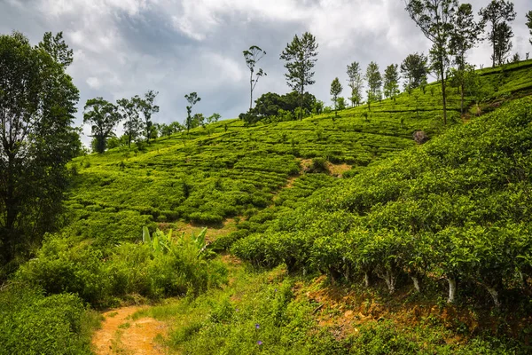 Hermosa Plantación Verde Sri Lanka — Foto de Stock