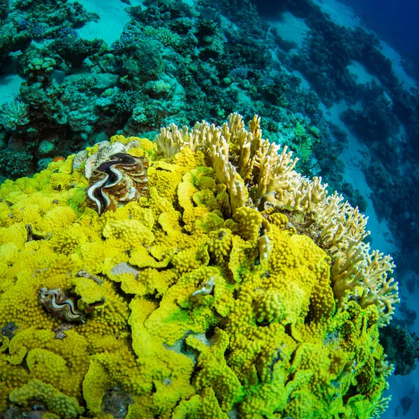 Vackra Korall Trädgården Röda Havet Sharm Sheikh Egypten — Stockfoto