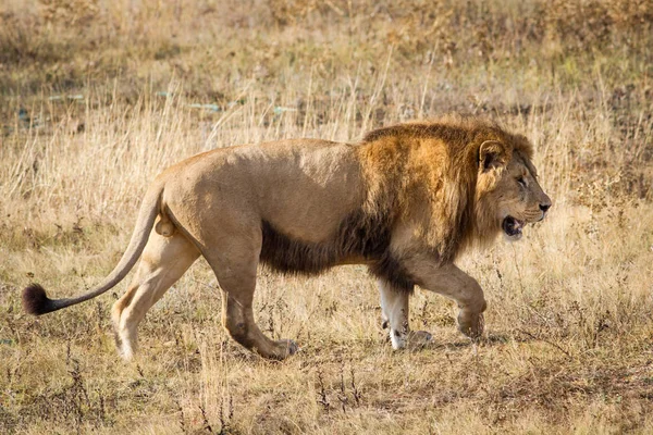 Lion Promenader Genom Savannen — Stockfoto