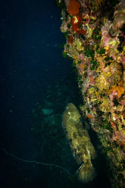 Undervattensvy Malabar Grouper Nära Koh Tao Thailand — Stockfoto