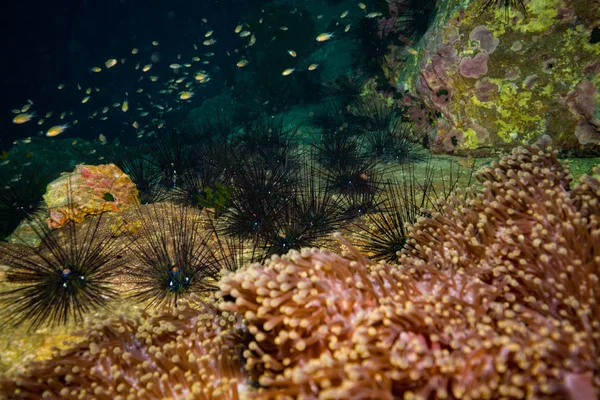 Sün Coral Reef Koh Tao Thaiföld — Stock Fotó