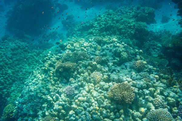 Υποβρύχια Προβολή Των Όμορφες Κοραλλιογενών Υφάλων Στην Ερυθρά Θάλασσα Σαρμ — Φωτογραφία Αρχείου