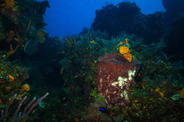 Підводний Чаруючим Кораловий Риф Острові Cozumel — стокове фото