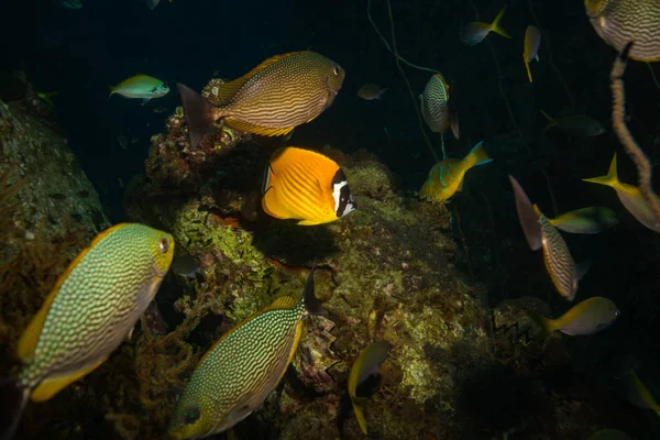 Красива Риба Риф Поблизу Kot Тао Острів Таїланд — стокове фото