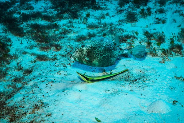 コスメル島の近くの美しいサンゴ礁の魚の水中ビュー — ストック写真