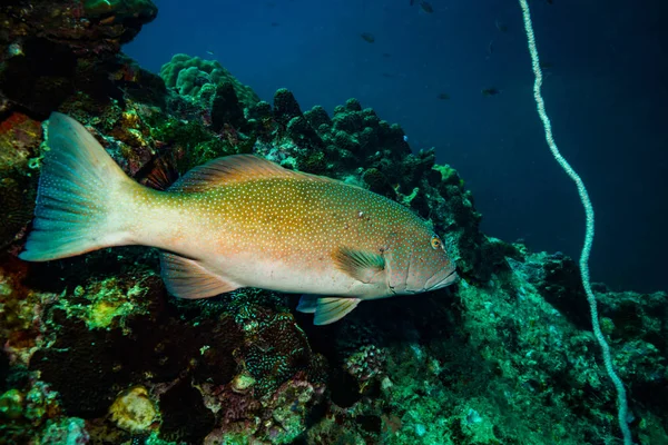 Onderwater Weergave Van Malabar Grouper Buurt Van Koh Tao Eiland — Stockfoto