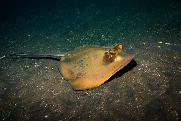 Stingray Tacheté Bleu Près Bali Île — Photo