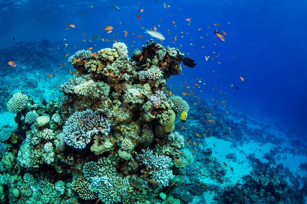 Τροπικά Ψάρια Στο Όμορφο Κοραλλιών Κήπο Στην Ερυθρά Θάλασσα Σαρμ — Φωτογραφία Αρχείου