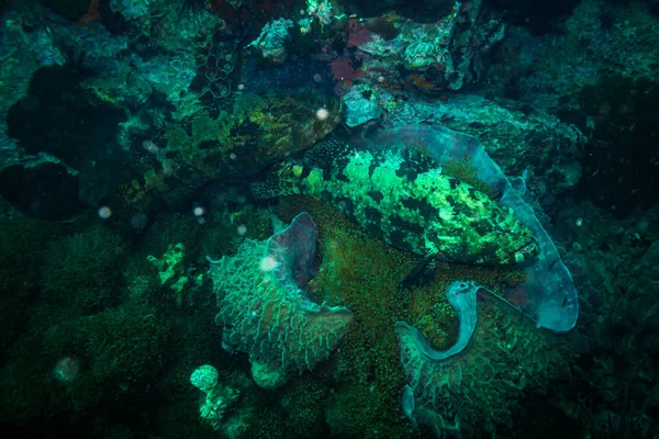 Подводный Вид Малабарский Окунь Возле Острова Тао Таиланд — стоковое фото