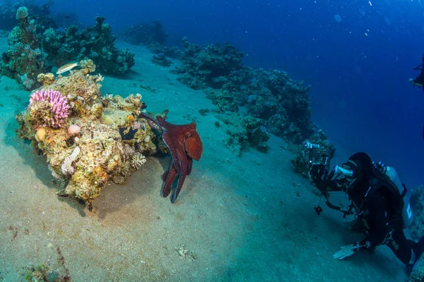 Dykaren Foto Bläckfisk Längst Ned Röda Havet — Stockfoto