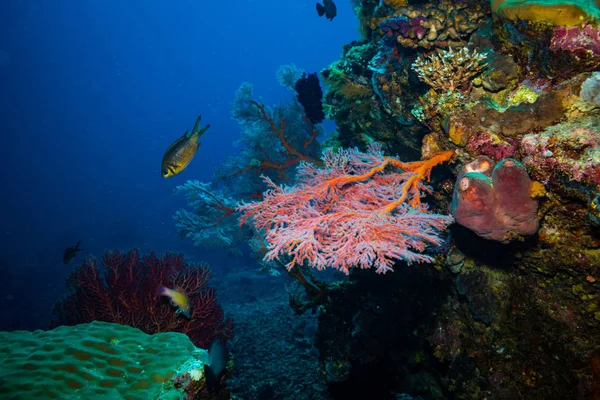 underwater shoot of ocean flora and fauna in Bali, Indonesia