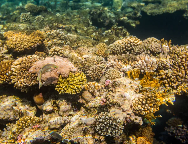 Vista Subacquea Della Bellissima Barriera Corallina Nel Mar Rosso Sharm — Foto Stock