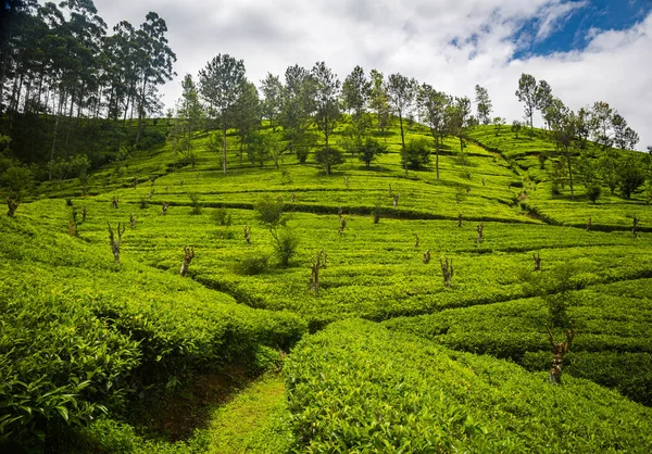 Hermosa Plantación Verde Sri Lanka — Foto de Stock