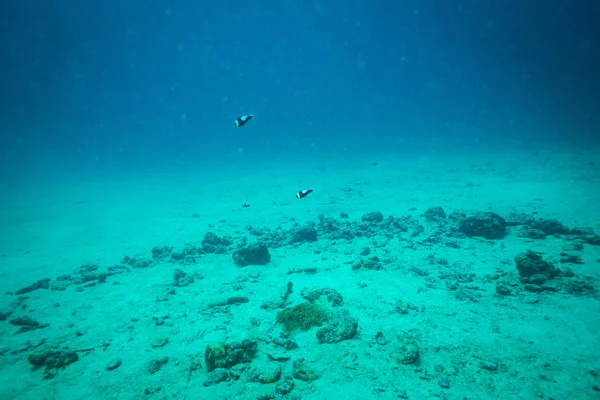 Vista Subacquea Dell Anemone Marino Sulla Barriera Corallina Koh Tao — Foto Stock