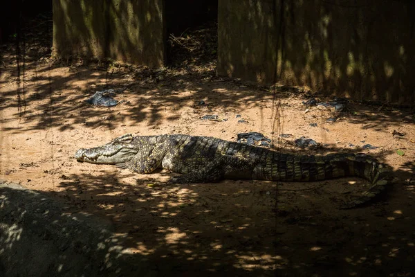 Krokodil Auf Krokodilfarm Auf Koh Samui Thailand — Stockfoto