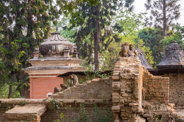 Мавпа Храмі Катманду — стокове фото