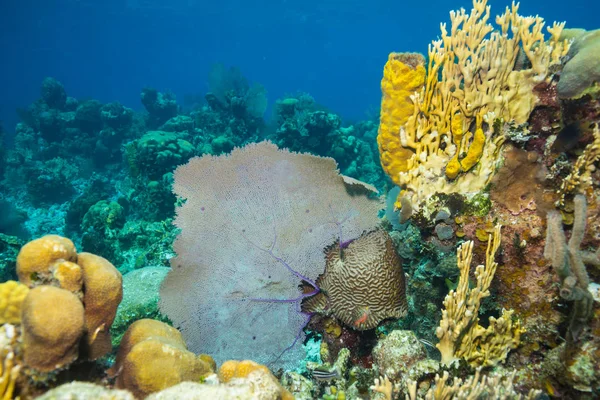 Hermoso Jardín Coral Bahía Cochinos —  Fotos de Stock