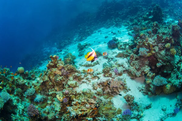 Peixe Borboleta Fundo Recife Coral — Fotografia de Stock