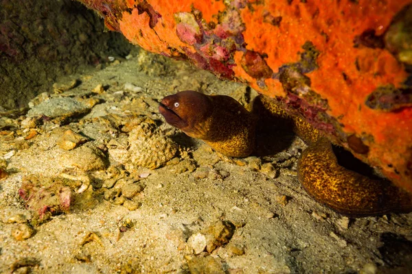 Moray Arrecife Coral Cerca Isla Koh Tao Tailandia — Foto de Stock