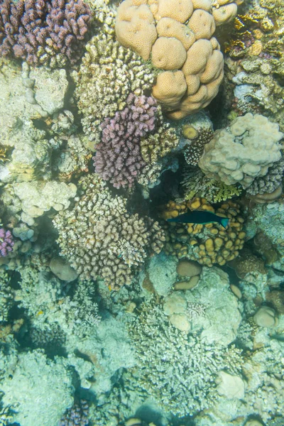 Underwater View Beautiful Coral Reef Red Sea Sharm Sheikh Egypt — Stock Photo, Image