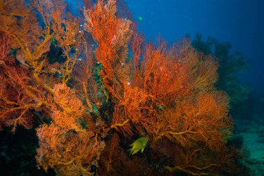Bali, Endonezya mercan bahçe güzel sualtı görünümü