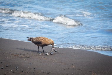 İzlanda ısırık leş plajında martı