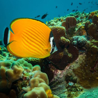 Kot Tao Island, Tayland yakınındaki resif üzerinde güzel Butterflyfish