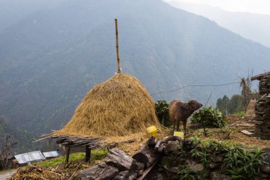 Hayvanlar Anapurna Saha Kampı için yolda